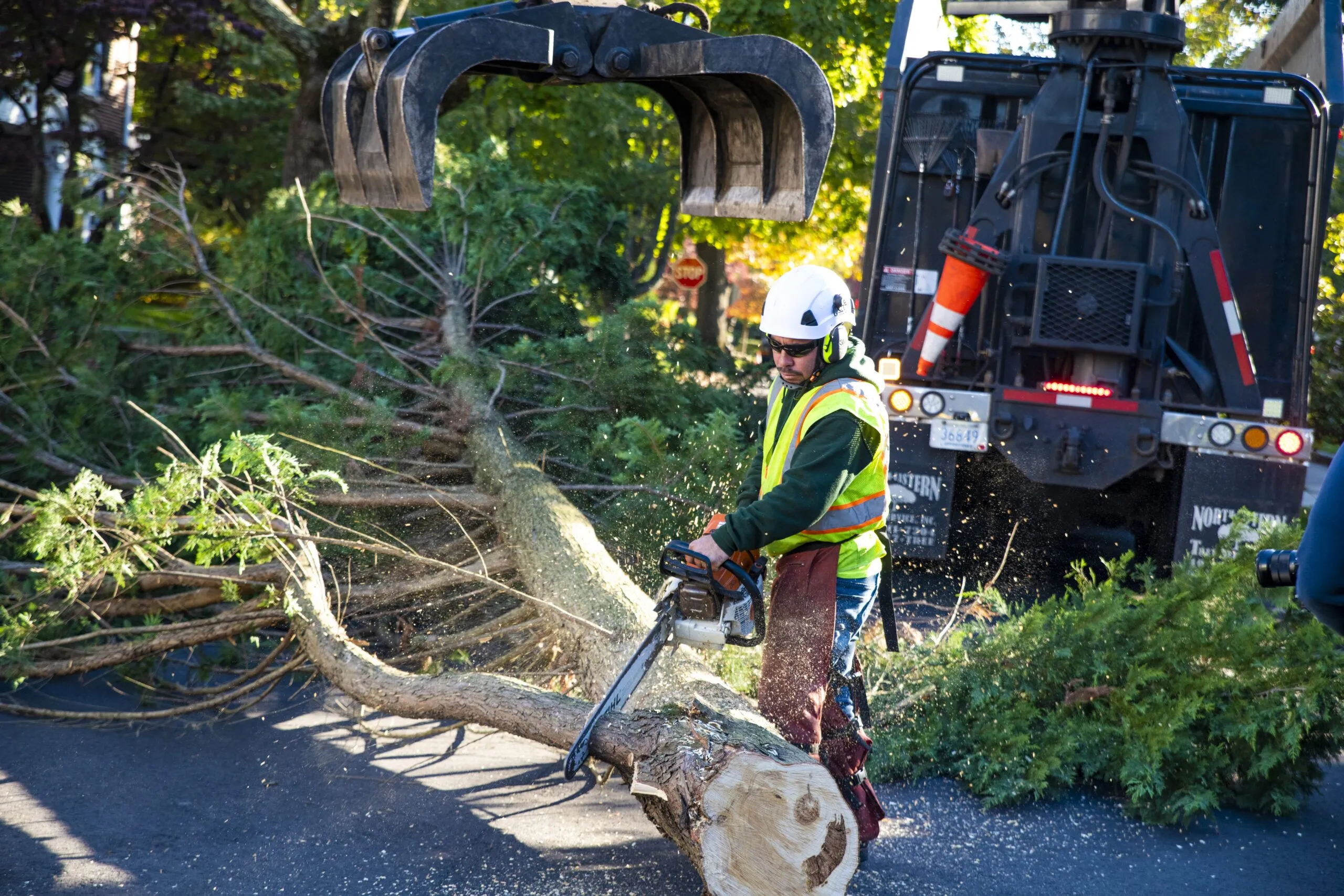 Tree Services in Denver, CO – Goldstar Tree Company