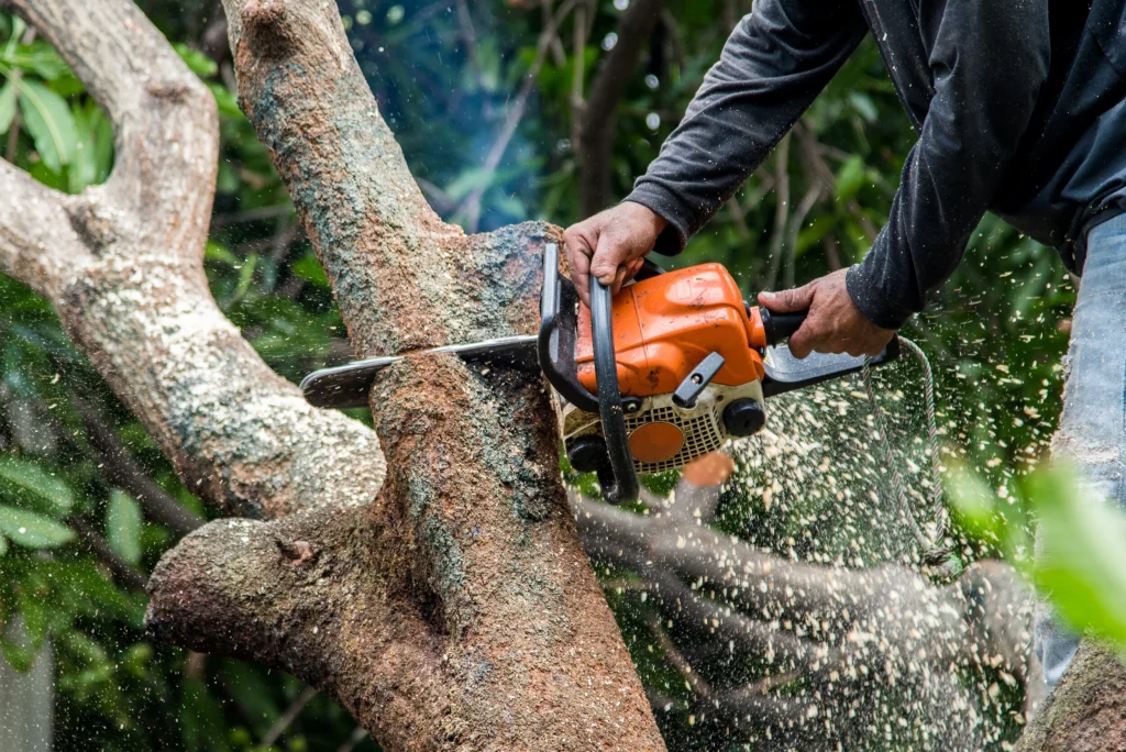 Why Regular Tree Trimming is Essential for a Healthy Yard.